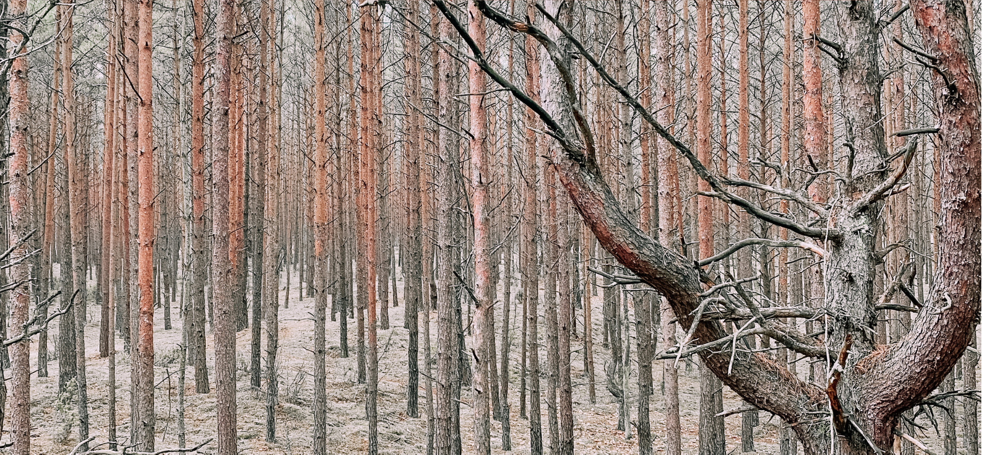 nature in poland