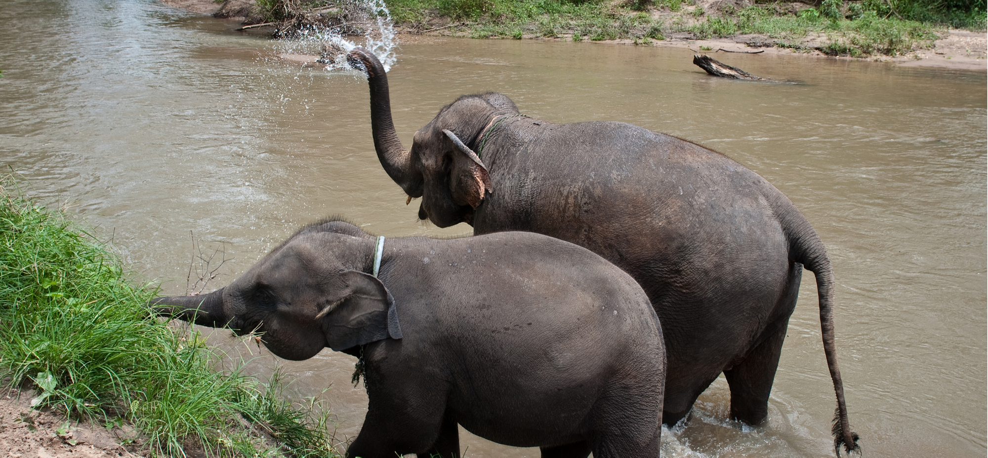 what to do in thailand