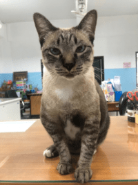 stray cat at school in Thailand