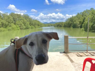 Dog in front of a river in Thailand