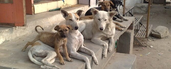 Thai street dogs