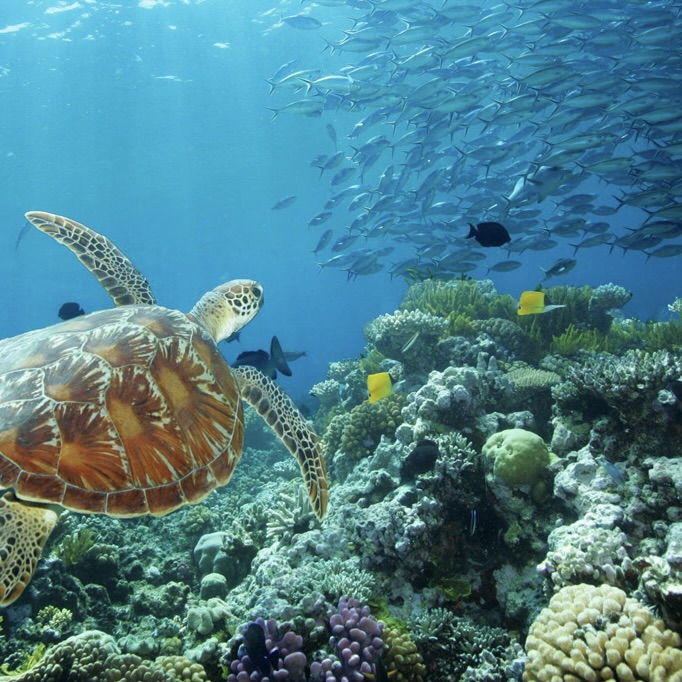 the-great-barrier-reef