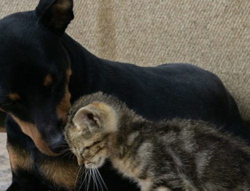 Can You Bring Your Pet When Teaching Abroad?